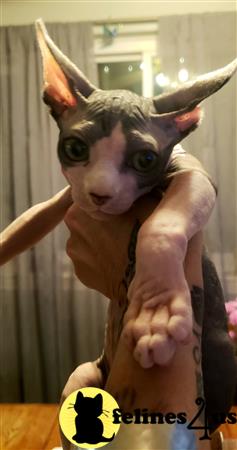 Barenakedsphynx Picture 2